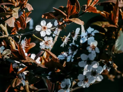 Glimmer Casino Mobile App